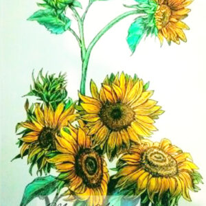 Sunflowers